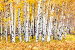 Aspens near Flagstaff 2-4320.jpg Aspens near Flagstaff 2-4320.jpg